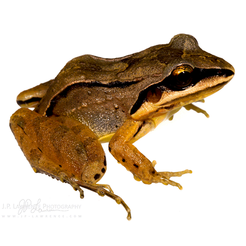  Род Leptodactylus  фото