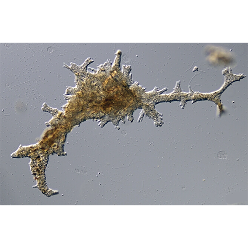 Семейство Leptomyxidae фото