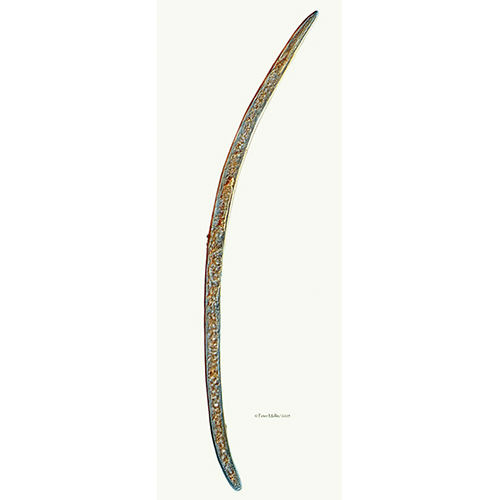 Семейство Leptonchidae  фото