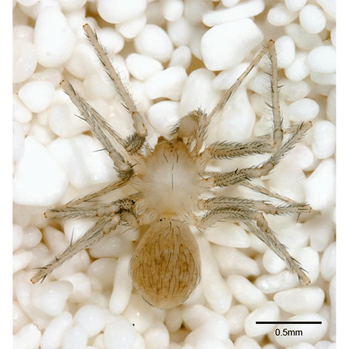 Семейство Leptonetidae фото