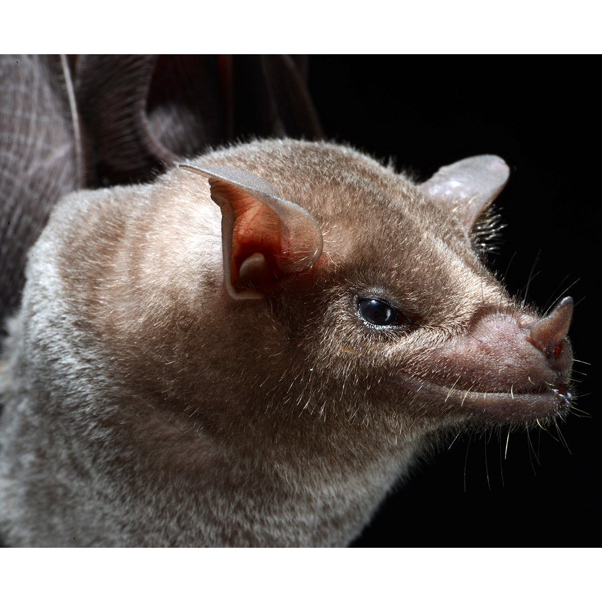 Южный длиннонос (Leptonycteris curasoae) Фото №10