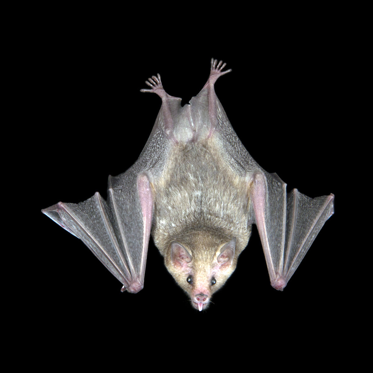 Южный длиннонос (Leptonycteris curasoae) Фото №2
