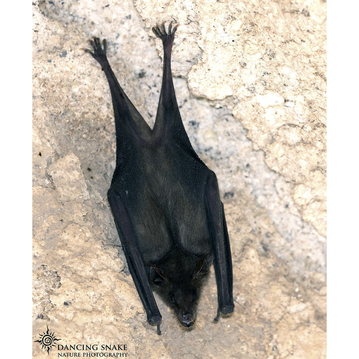 Южный длиннонос (Leptonycteris curasoae) Фото №3
