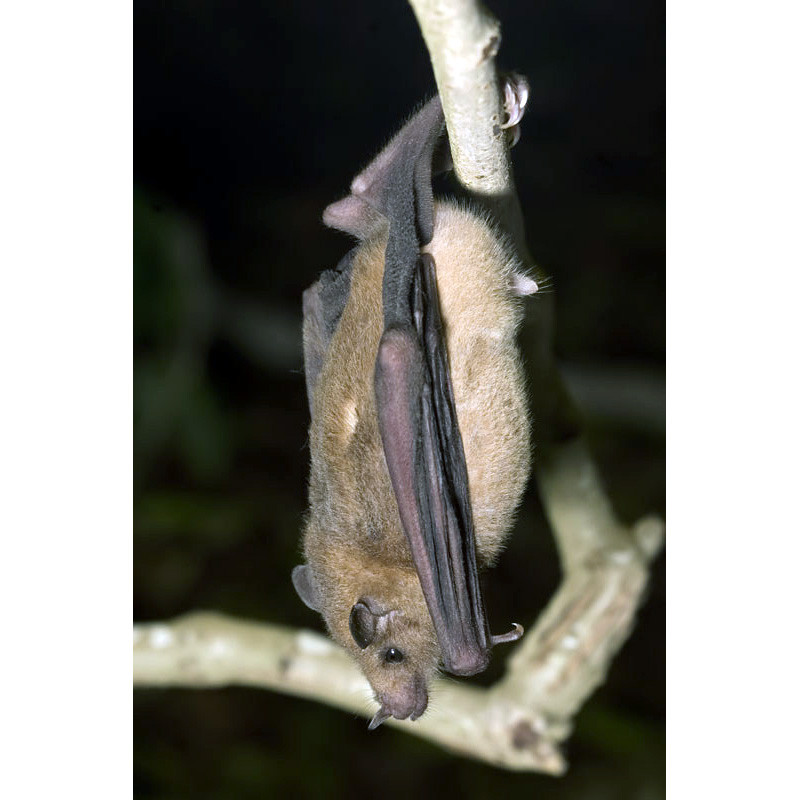 Южный длиннонос (Leptonycteris curasoae) Фото №4