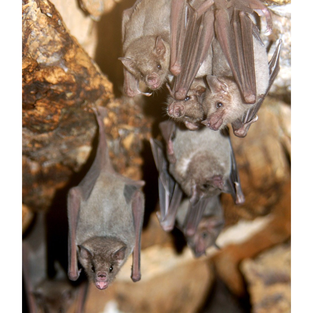 Южный длиннонос (Leptonycteris curasoae) Фото №5