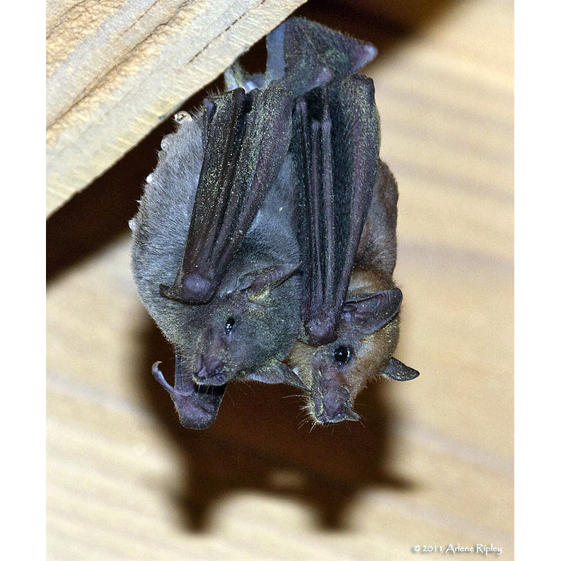 Южный длиннонос (Leptonycteris curasoae) Фото №6