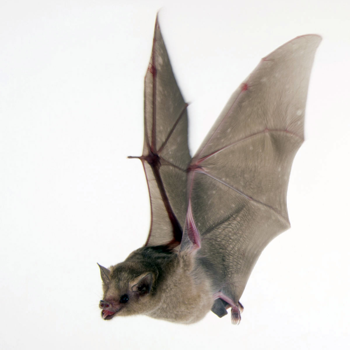 Южный длиннонос (Leptonycteris curasoae) Фото №7