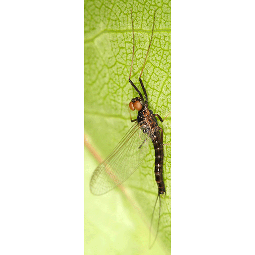 Семейство Leptophlebioidea фото