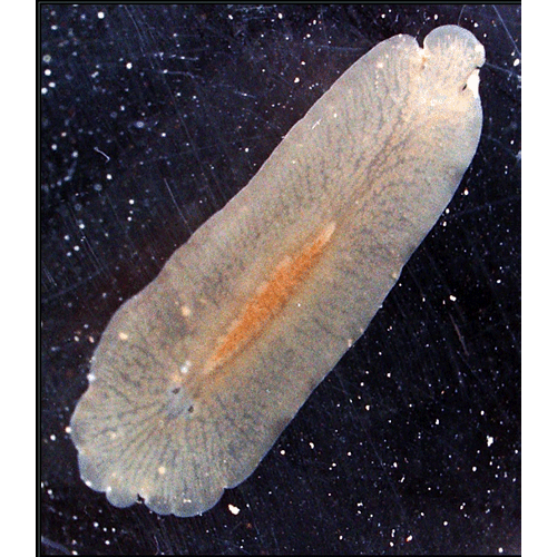 Семейство Leptoplanidae  фото