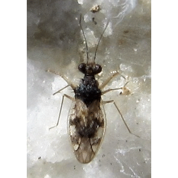 Семейство Leptopodoidea фото
