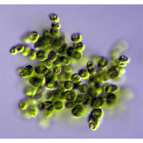 Семейство Leptosiraceae фото