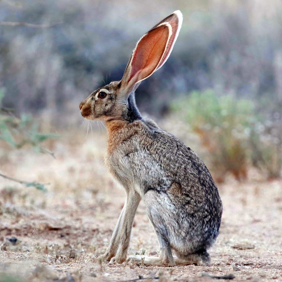 Антилоповый заяц (Lepus alleni) Фото №2