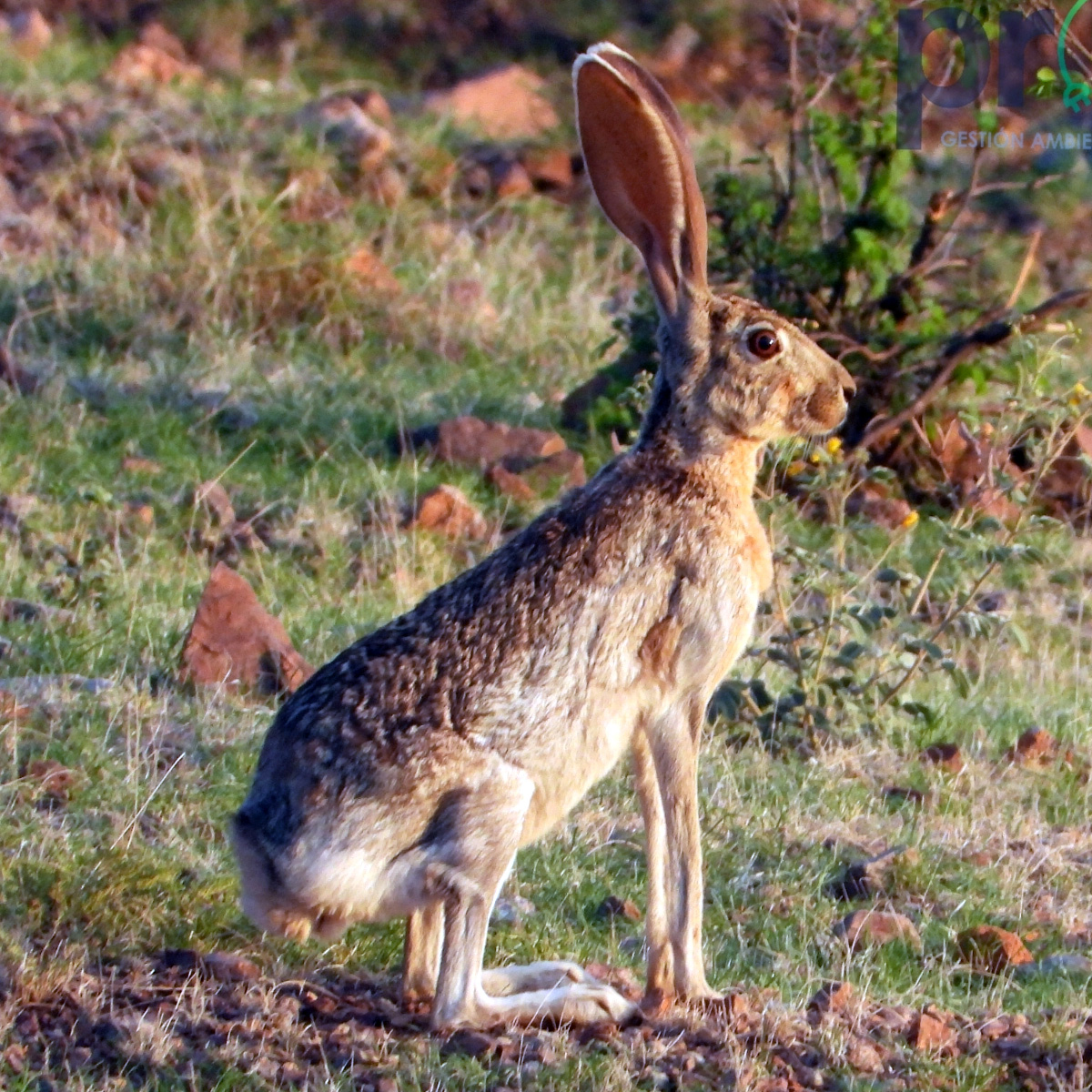 Антилоповый заяц (Lepus alleni) Фото №3