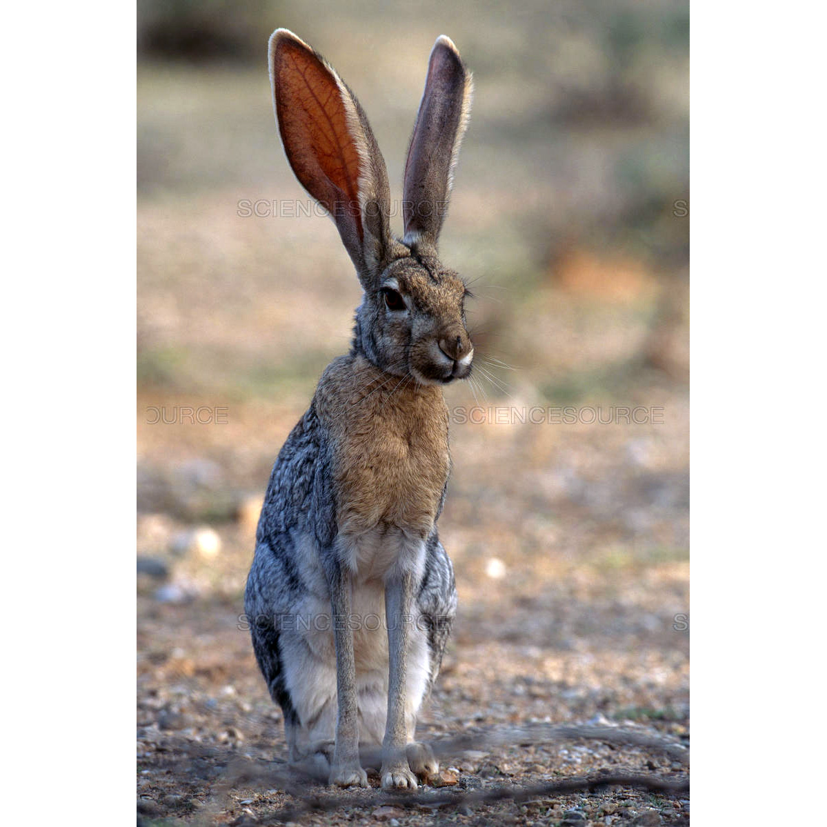 Антилоповый заяц (Lepus alleni) Фото №5