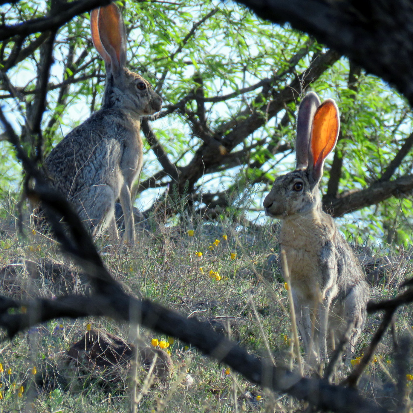 Антилоповый заяц (Lepus alleni) Фото №7