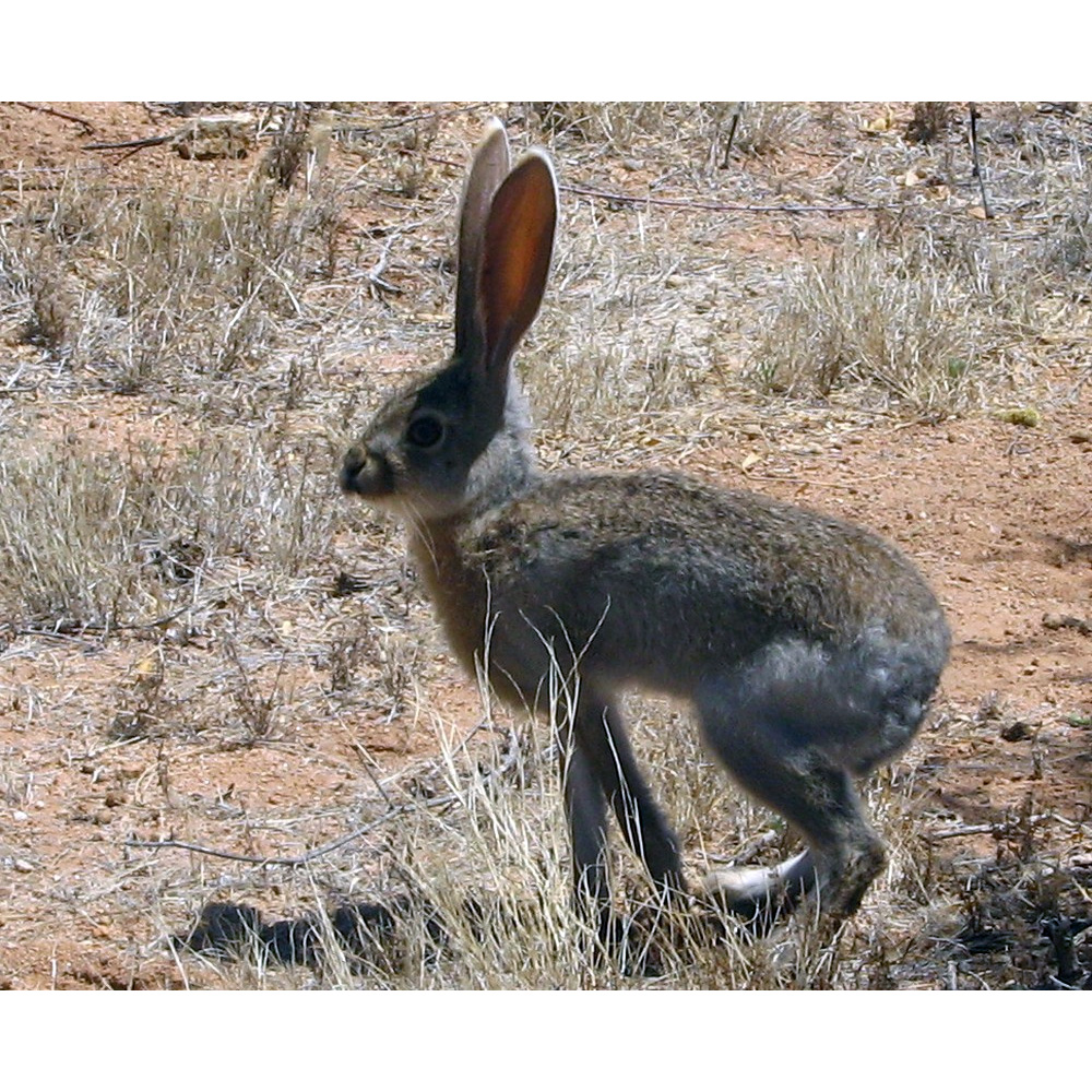 Антилоповый заяц (Lepus alleni) Фото №8