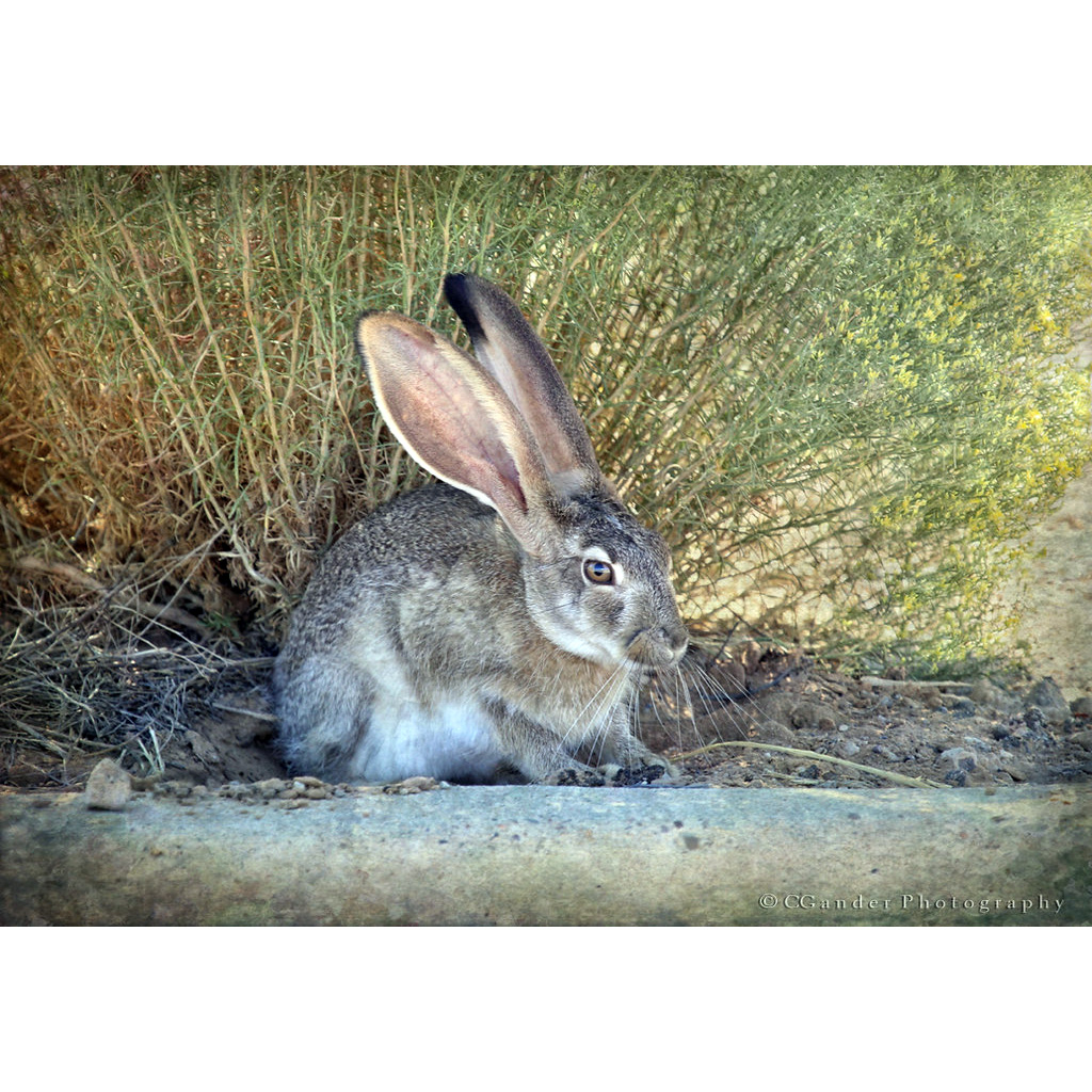 Антилоповый заяц (Lepus alleni) Фото №9