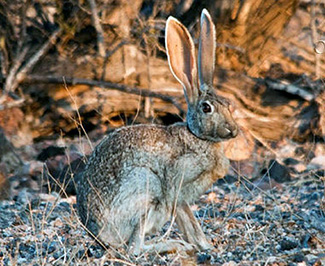 Lepus alleni tiburonensis