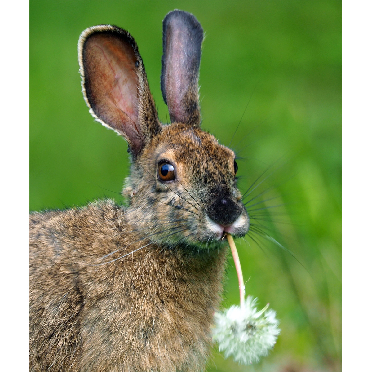 Американский беляк (Lepus americanus) Фото №10