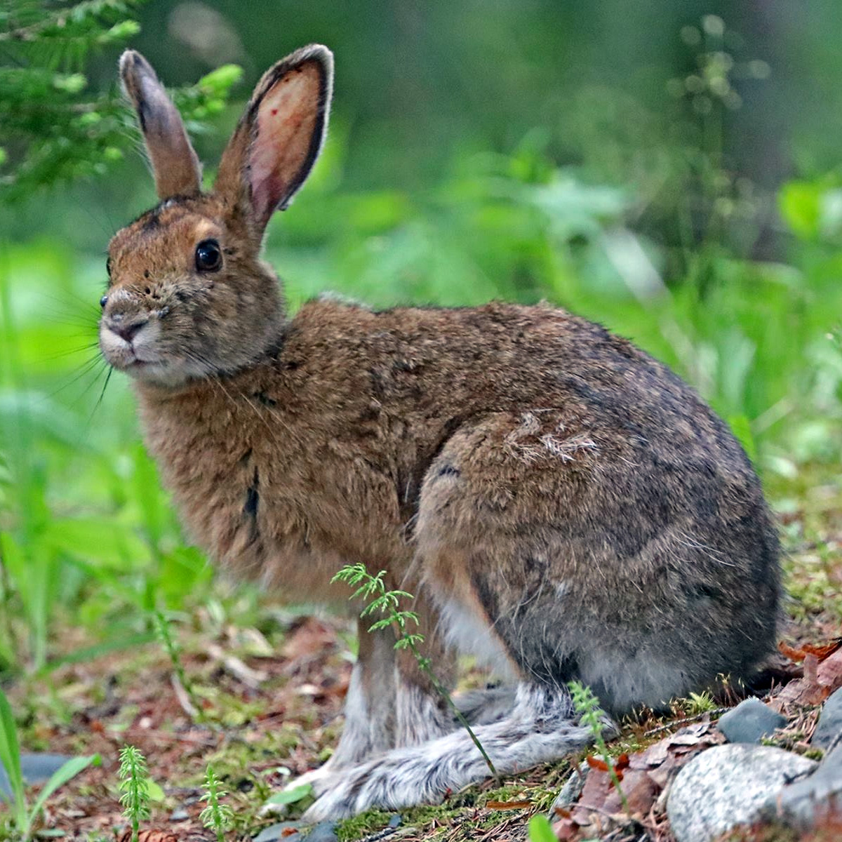 Американский беляк (Lepus americanus) Фото №2