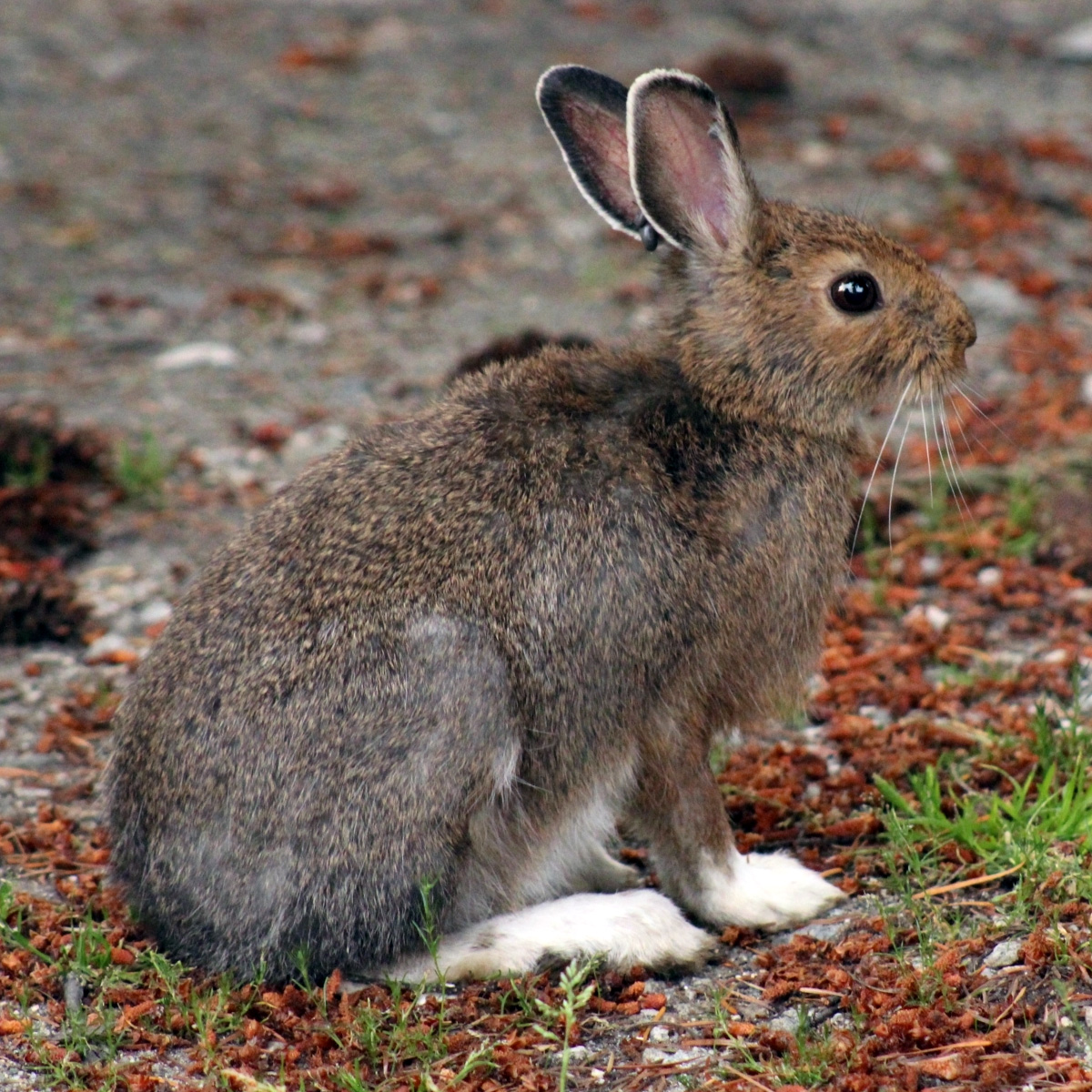 Американский беляк (Lepus americanus) Фото №3