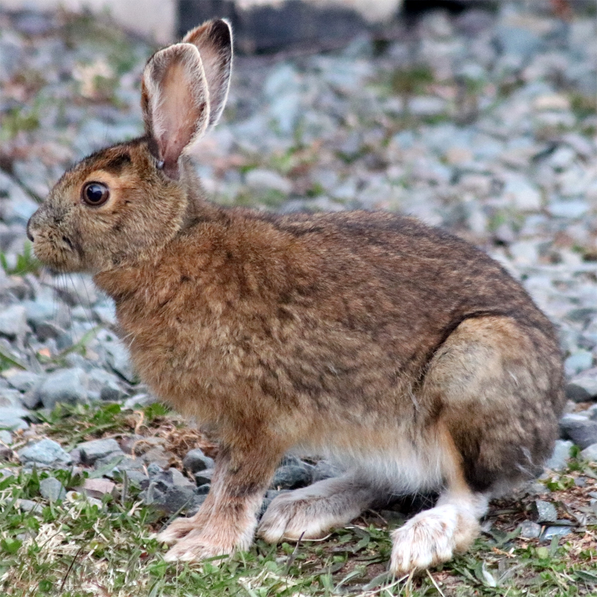 Американский беляк (Lepus americanus) Фото №4