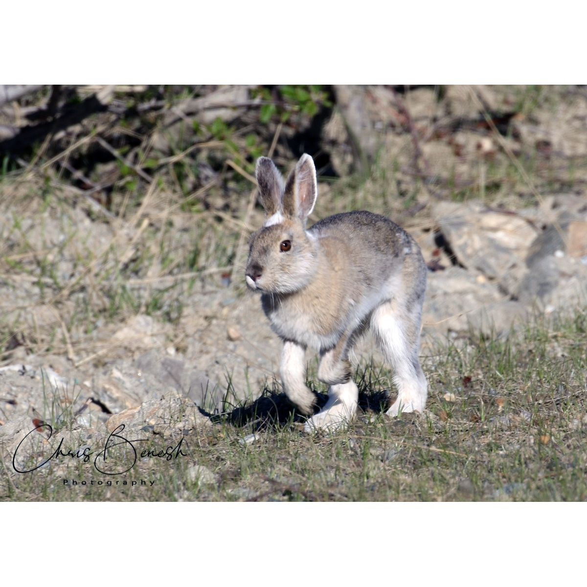 Американский беляк (Lepus americanus) Фото №5
