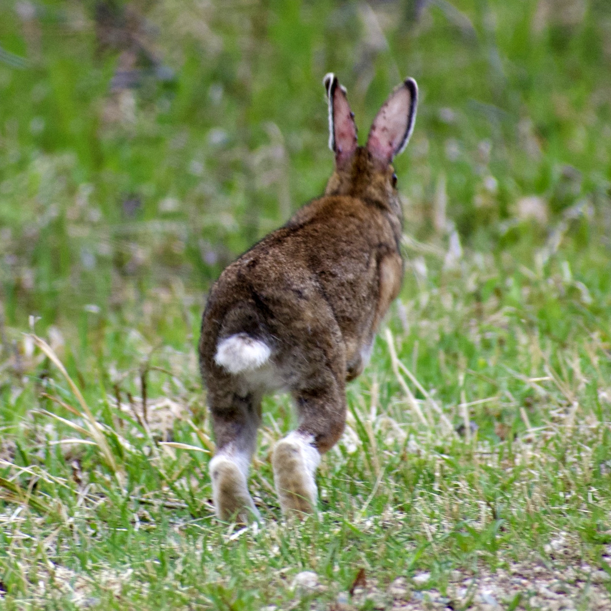 Американский беляк (Lepus americanus) Фото №6