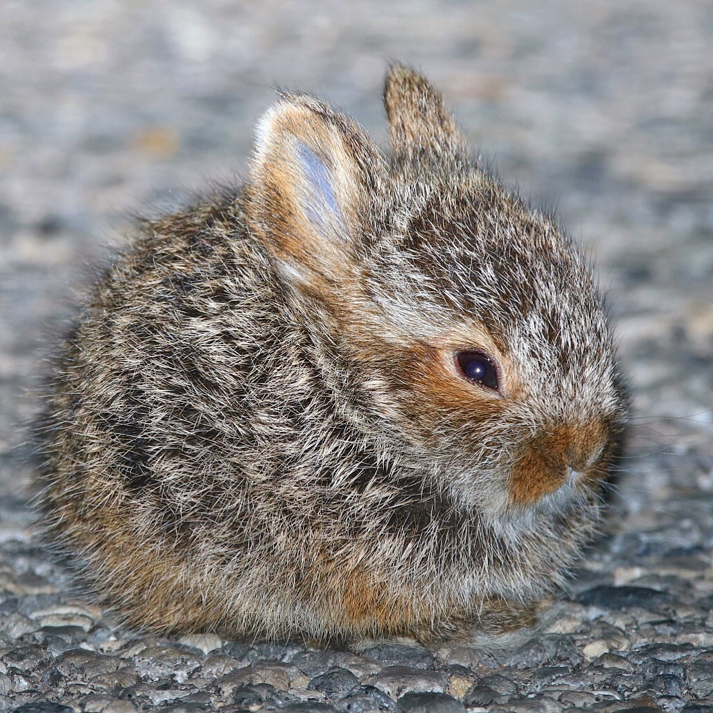 Американский беляк (Lepus americanus) Фото №7