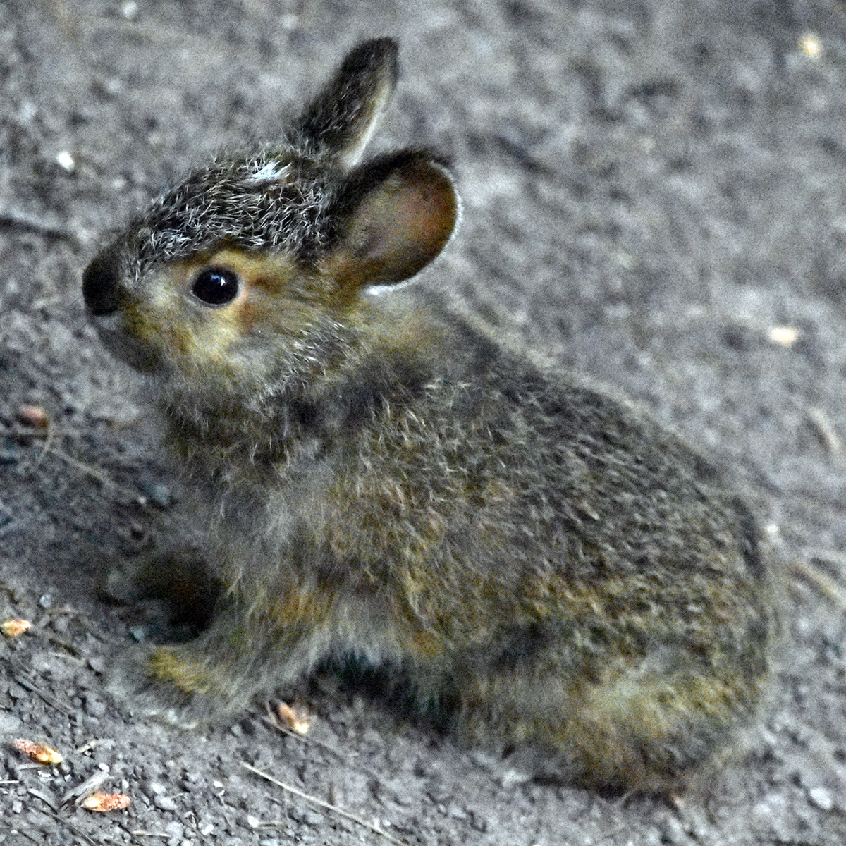Американский беляк (Lepus americanus) Фото №8