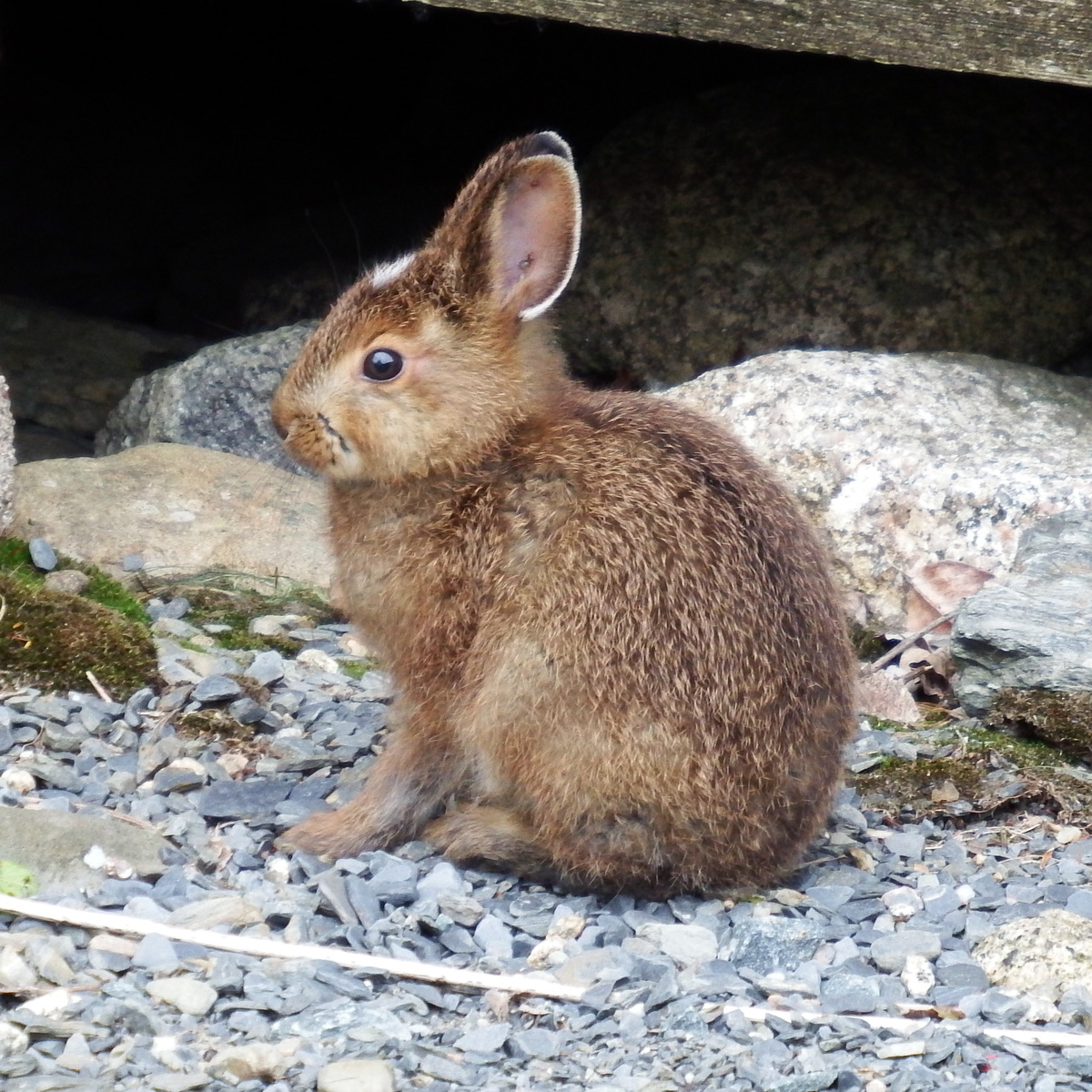 Американский беляк (Lepus americanus) Фото №9