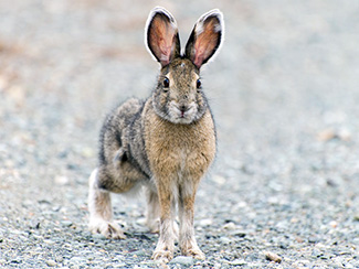 Lepus americanus dalli