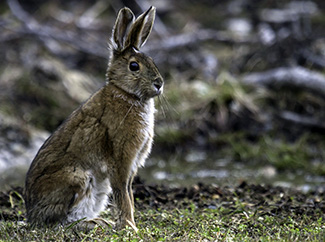Lepus americanus struthopus