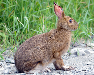 Lepus americanus virginianus