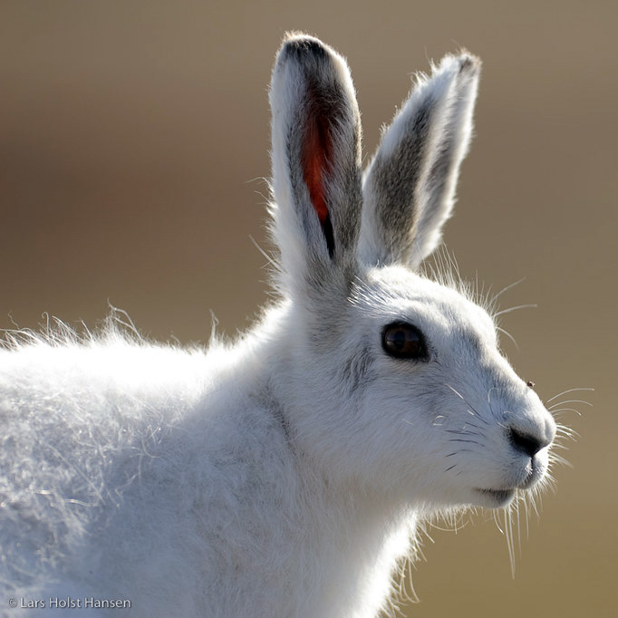 Арктический беляк (Lepus arcticus) Фото №10