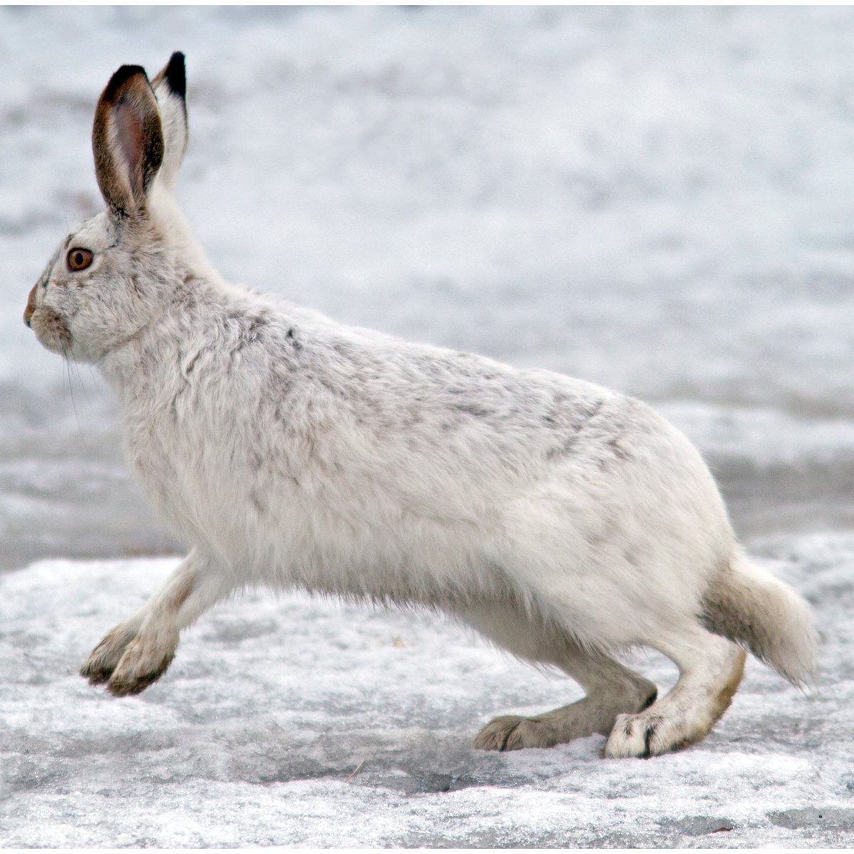 Арктический беляк (Lepus arcticus) Фото №2