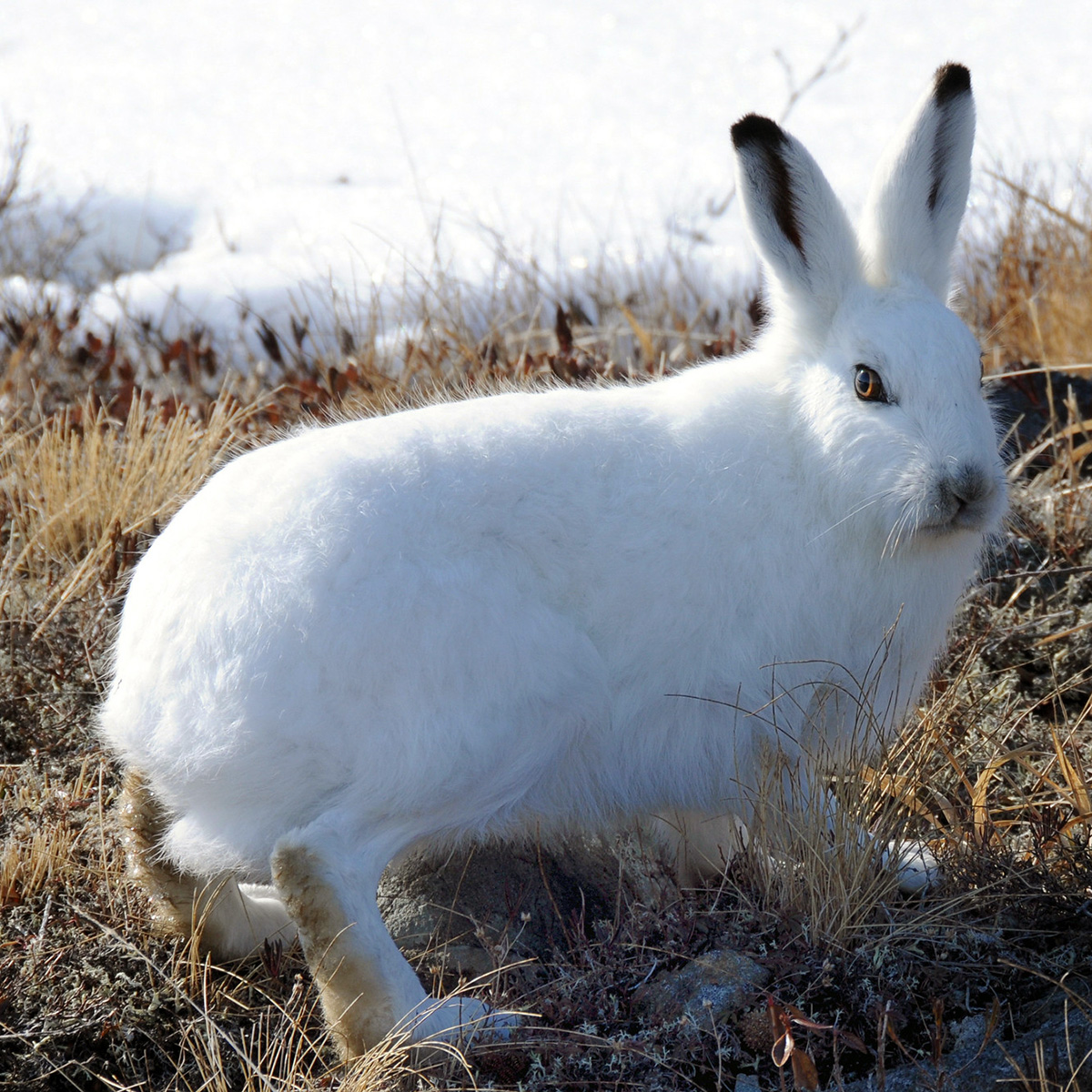 Арктический беляк (Lepus arcticus) Фото №3