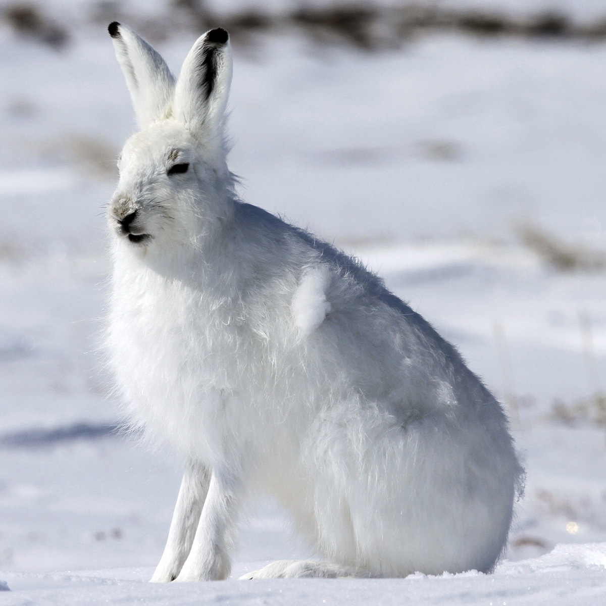 Арктический беляк (Lepus arcticus) Фото №4