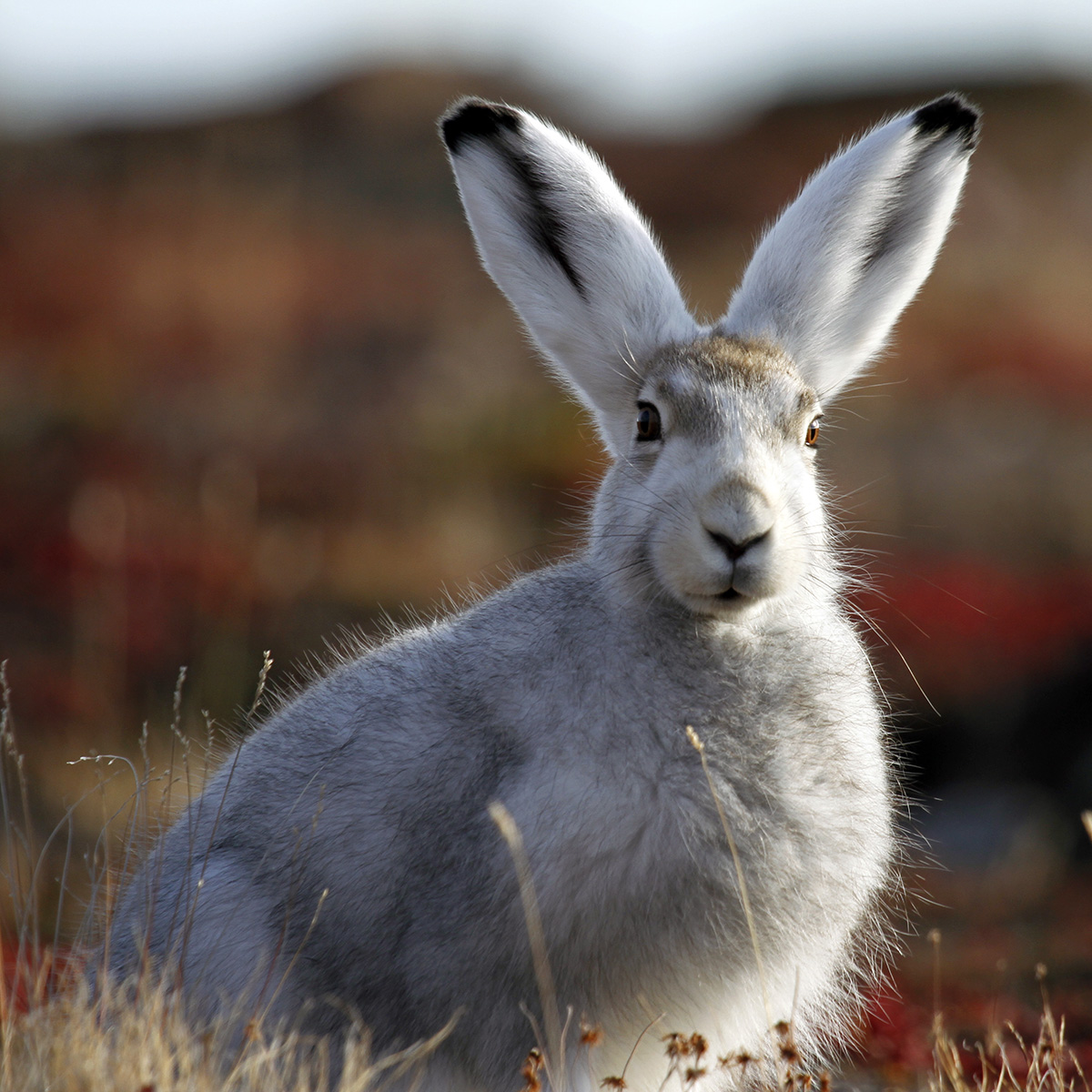 Арктический беляк (Lepus arcticus) Фото №5