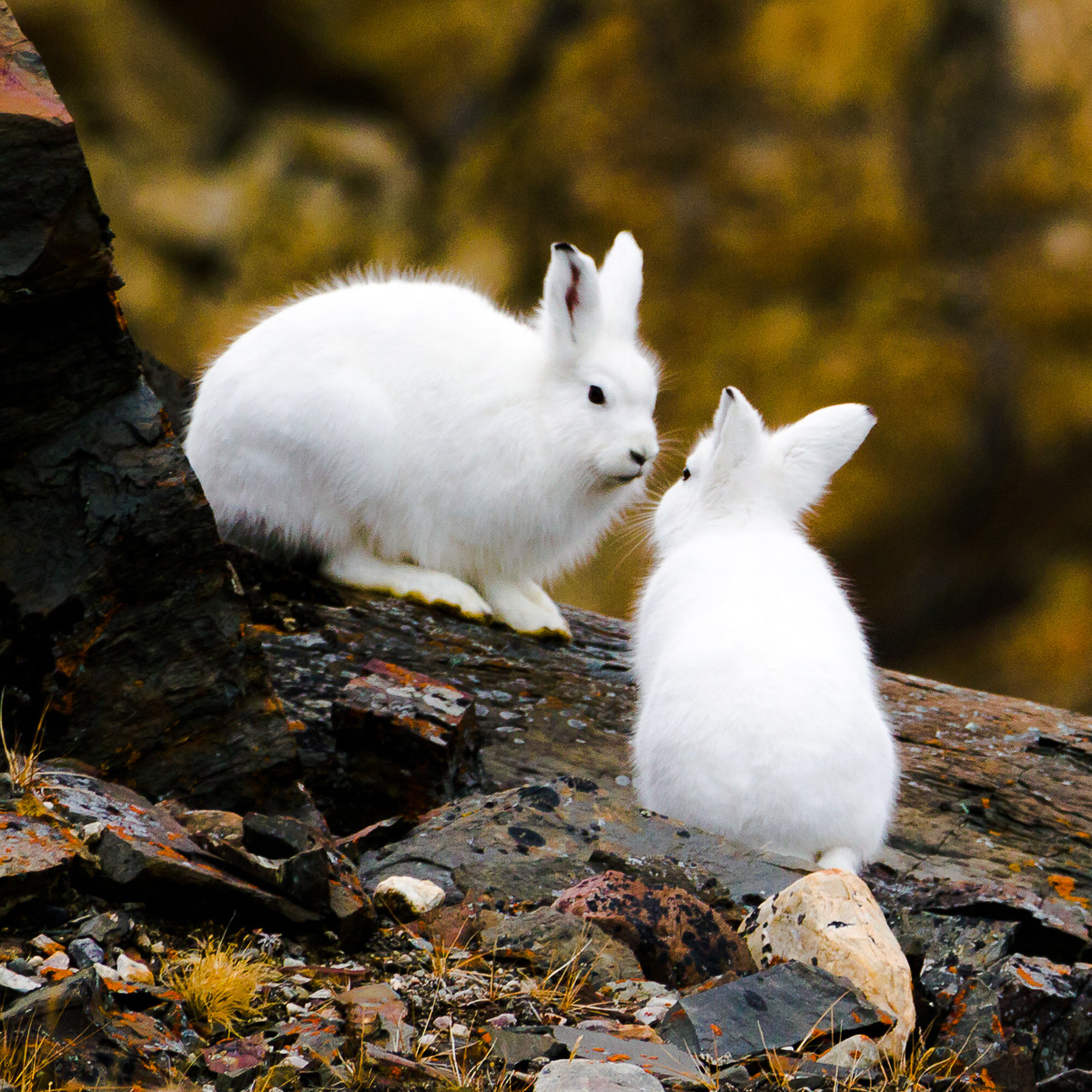 Арктический беляк (Lepus arcticus) Фото №6