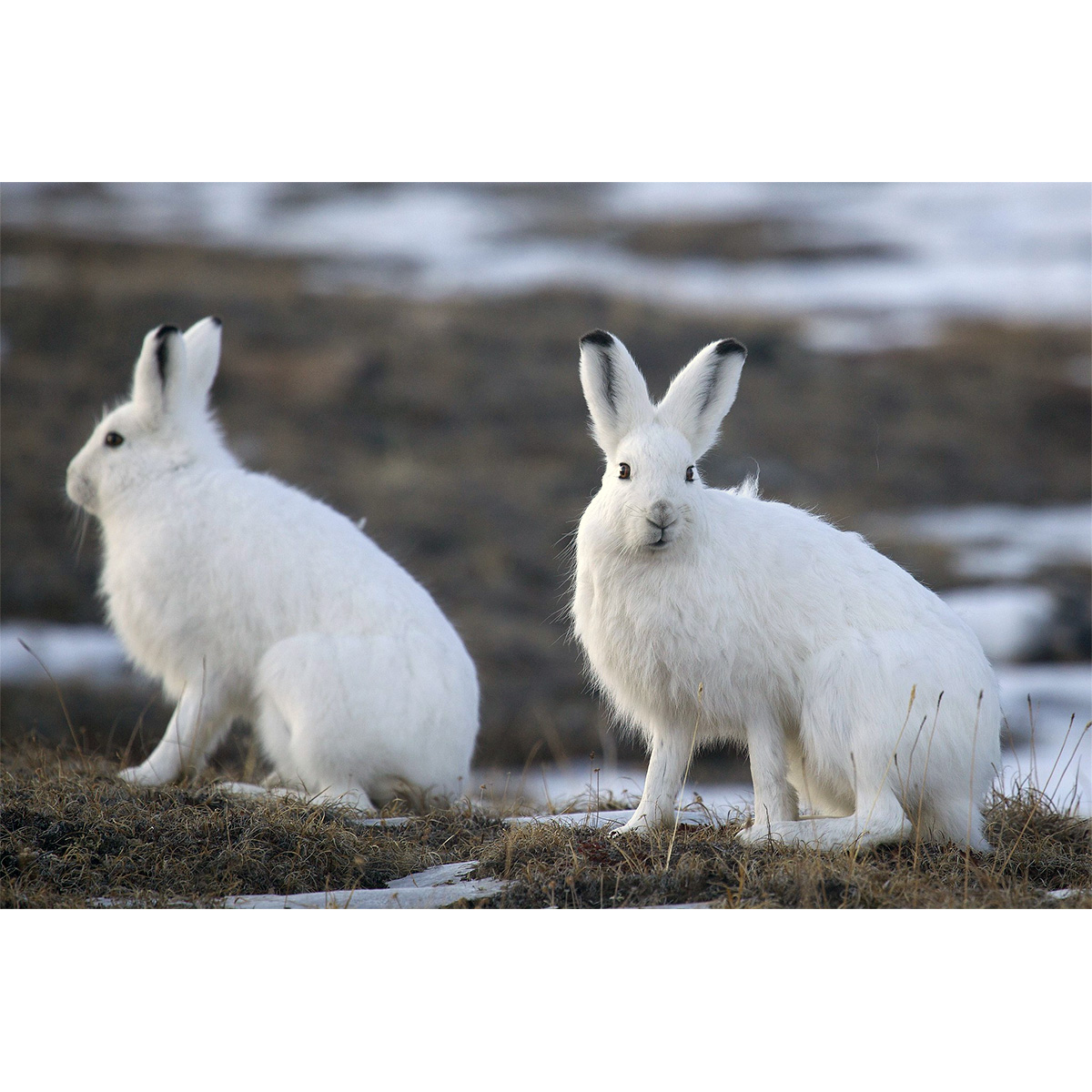 Арктический беляк (Lepus arcticus) Фото №7