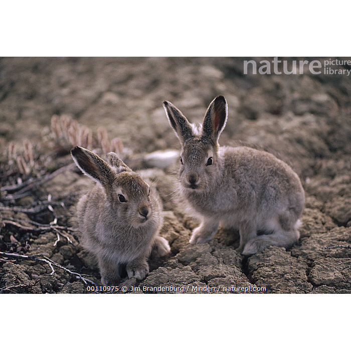 Арктический беляк (Lepus arcticus) Фото №8