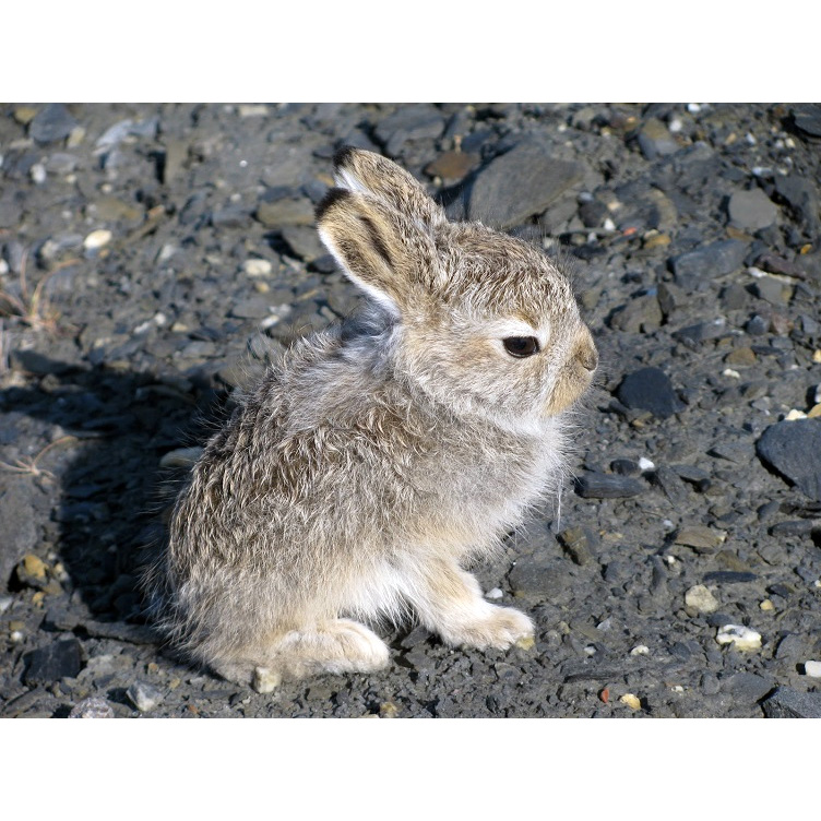 Арктический беляк (Lepus arcticus) Фото №9