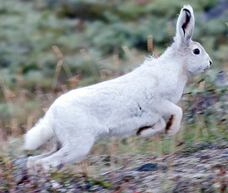 Lepus arcticus groenlandicus