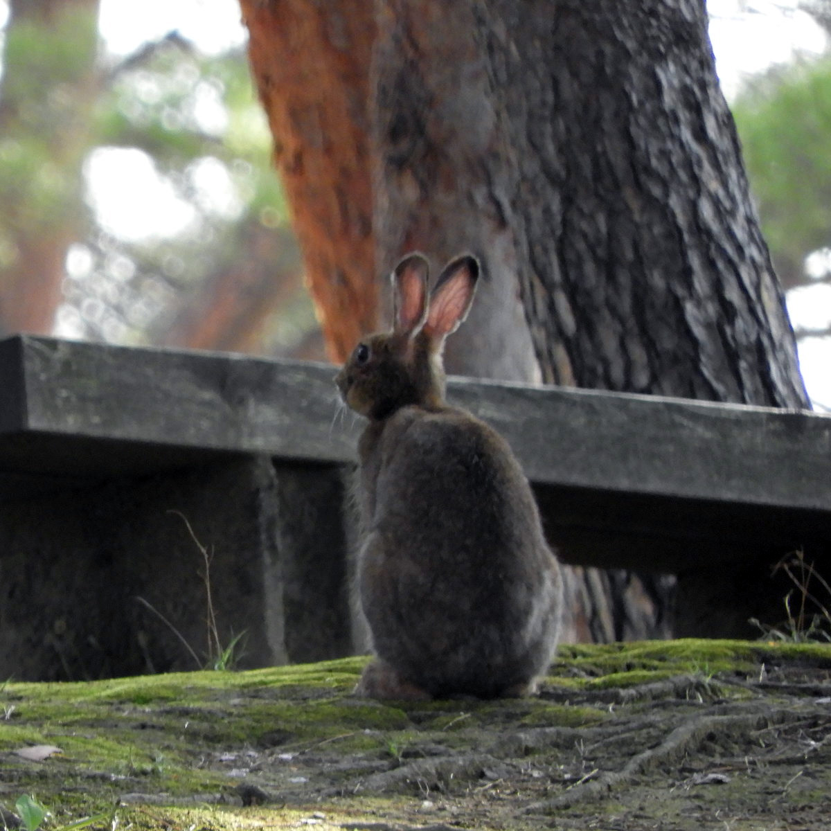 Японский заяц (Lepus brachyurus) Фото №7
