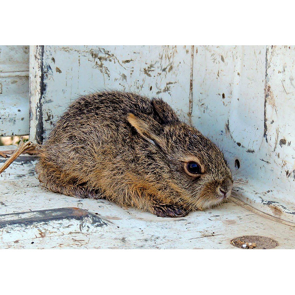 Японский заяц (Lepus brachyurus) Фото №8