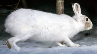 Lepus brachyurus angustidens