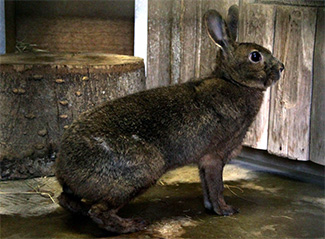 Lepus brachyurus brachyurus