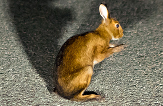 Lepus brachyurus lyoni