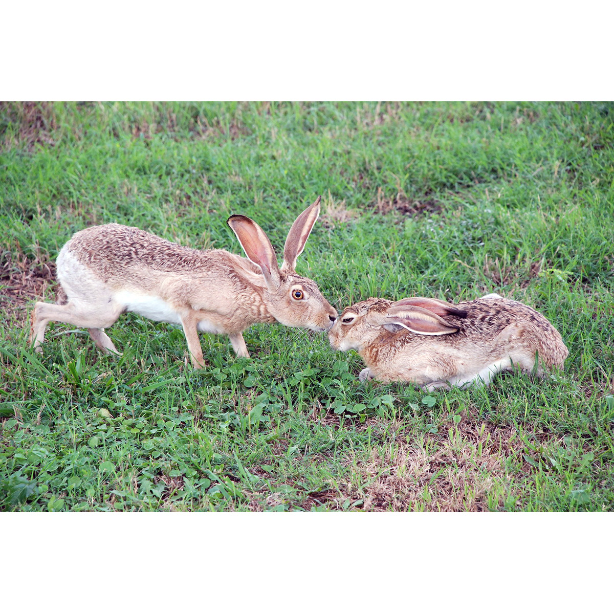 Калифорнийский заяц (Lepus californicus) Фото №7